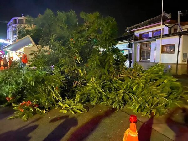 土庫庄役場古建築前的老樹20日晚間突然倒下，並砸到人車。圖／立委秘書謝夙秋提供