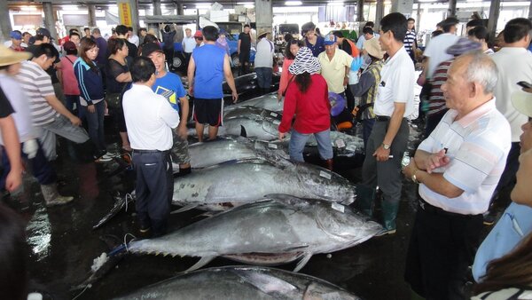 台灣人投資的漁船大旺號遭控虐待印尼漁工。圖為東港拍賣鮪魚，示意圖，非新聞當事人。 圖／本報系資料照片