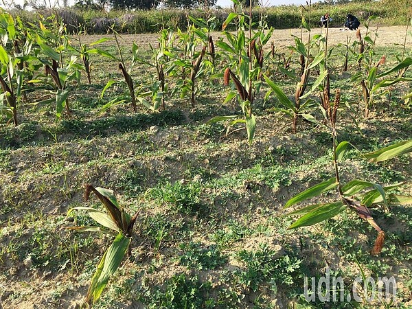 台南後壁區嘉田崩埤段有農田埋有爐渣,業者尚未清除。圖/台南社大提供