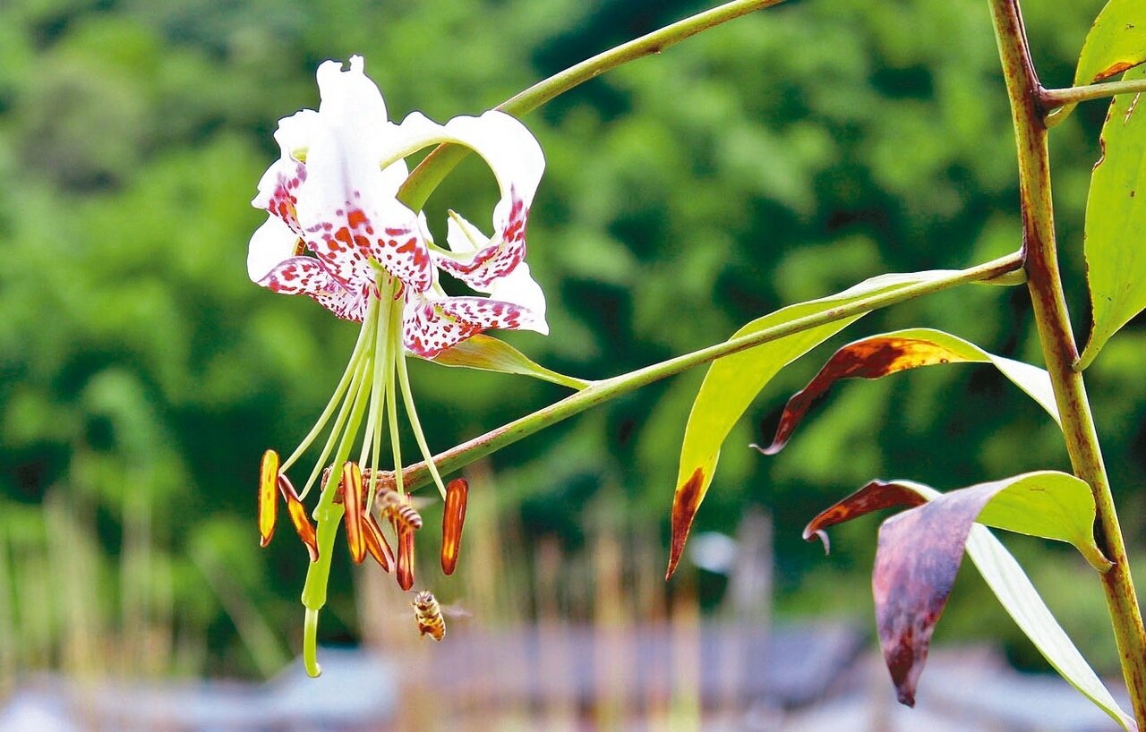 豔紅鹿子百合。記者施鴻基／攝影