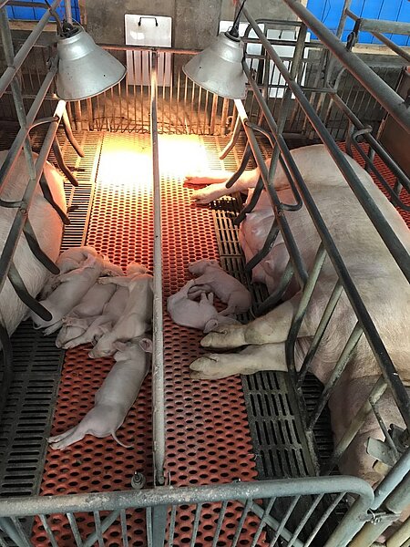 中元節即將到來,農委會認為毛豬量價平穩,可因應中元節祭祀需求。圖/豬農提供