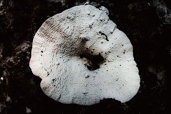 不少漁民與潛水員拍下珊瑚白化的照片,期盼有關單位正視此問題。圖/琉球區漁會提供