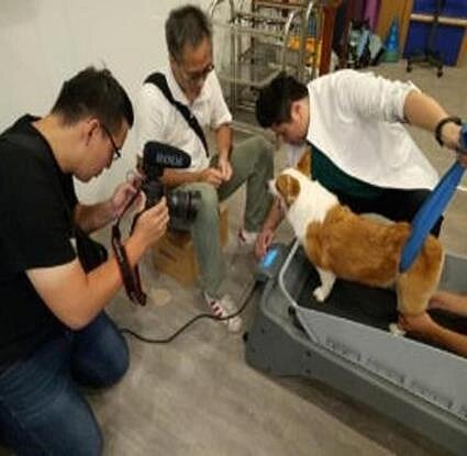 寵物長照人員照護，減輕飼主壓力。圖／新北市政府動物保護防疫處提供