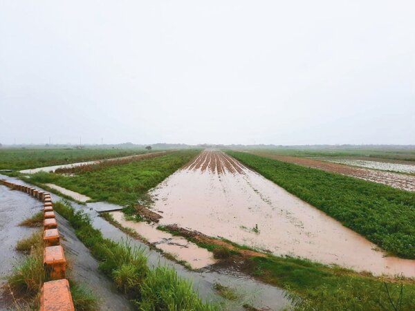台南昨天降雨不歇，農田多處泡水，將軍、學甲地區西瓜田正值開花期，瓜農憂心影響未來收成。記者謝進盛／翻攝