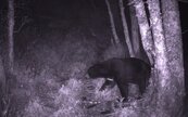 嘉明湖山屋黑熊出沒　林管處提醒「卡注意幾勒！」