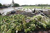 高雄梓官蔬菜專區泡水　菜量恐短缺