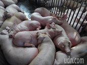 瘦肉精問題不解決　養豬協會：美豬進口一定發動抗議