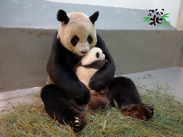 圓圓與圓寶展露母女萌樣。圖/台北市立動物園提供