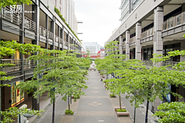 新光三越也是附近重要景點之一，兩排綠油油的人行樹非常美麗。