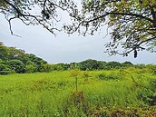 買回原繼承土地　適用房地合一舊制