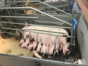 每年驗6千件…國產豬8年前仍檢出瘦肉精