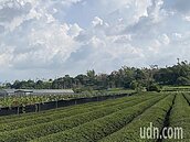 南投驚傳4歲女童被母親同居人凌虐致死　埋屍八卦山區