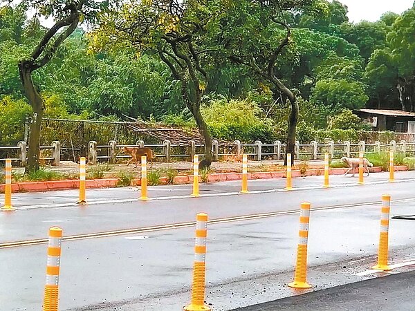 新北市淡海新市鎮流浪犬眾多,有時會出現追車、對路人吠叫的狀況。記者吳亮賢/攝影