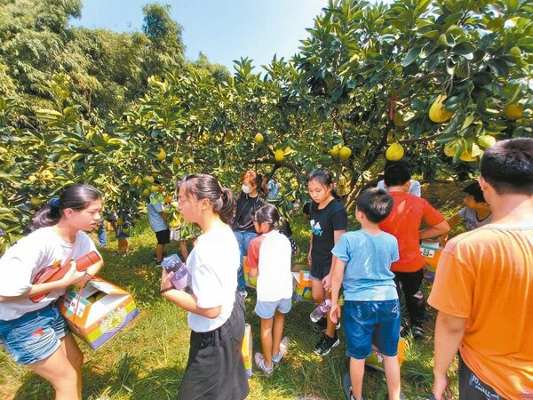 西湖鄉農會昨天舉辦西湖採柚悠遊趣活動，帶領西湖國中學生透過採摘文旦柚認識家鄉優質農產。圖／西湖鄉農會提供
