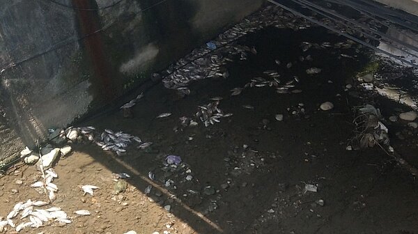 基隆鶯歌溪魚大量死疑汙染,環保局:水淺天熱溶氧不足。圖/議員秦鉦提供