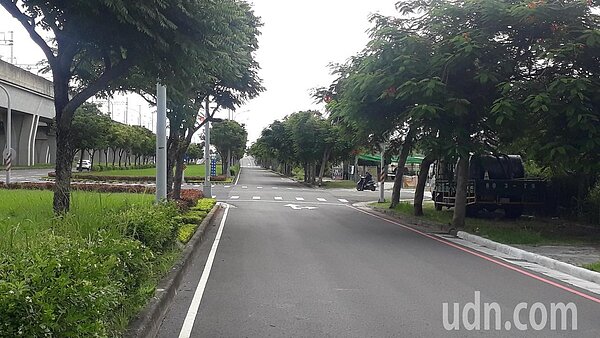 高鐵台南站區東側歸仁大道與歸仁八路口附近行道樹遮蔽交通號誌。記者周宗禎／攝影