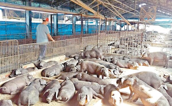 瘦肉精美豬進口後，台灣豬農擔心會打擊到養豬產業。消基會對政府口口聲說會做好標示，也沒有信心。（潘建志攝）