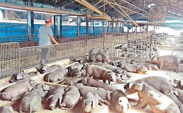 瘦肉精美豬進口後,台灣豬農擔心會打擊到養豬產業。消基會對政府口口聲說會做好標示,也沒有信心。(潘建志攝)