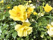 臺北玫瑰園700種玫瑰　啟發家庭園藝計畫