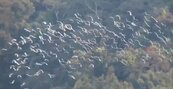 梅山鄉萬鷺朝鳳白露大爆發　逾5萬隻黃頭鷺上演遷徙秀