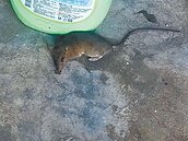 5旬婦遭鼠咬　罹漢他病毒出血熱