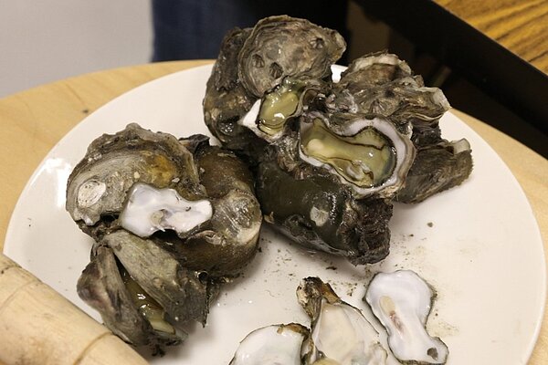 彰化鹿港洋仔厝溪周遭違法工廠長期排入廢水,重金屬汙染野生石蚵,顏色呈現綠色和土黃色。圖/地球公民基金會提供