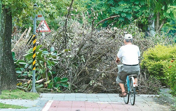 北市府擬刪除「樹高15公尺以上」的樹木列保條件,引發護樹團體反彈。 圖/聯合報系資料照片