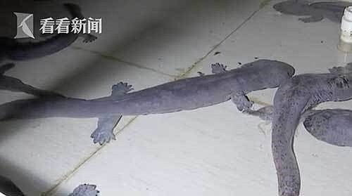 近日大陸一名男子發現社區的地產管理公司向他收取高額公共電費,於是經過調查才發現原來是有人在售樓處的會議室內養殖多達200條娃娃魚,因此不禁讓男子懷疑是地產公司用公共電費供養娃娃魚。圖擷自微博