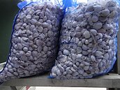 蒜太貴！雲林調查站查蒜再行動　訪查40公噸蒜頭用途