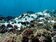 美國海洋暨大氣總署示警：台灣正面臨20年來最大規模珊瑚白化危機