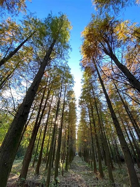 楊梅落雨松秘境近年大爆紅,當秋季來臨,樹葉由綠轉紅,吸引遊客爭相造訪。(謝寶貴提供/黃婉婷桃園傳真)