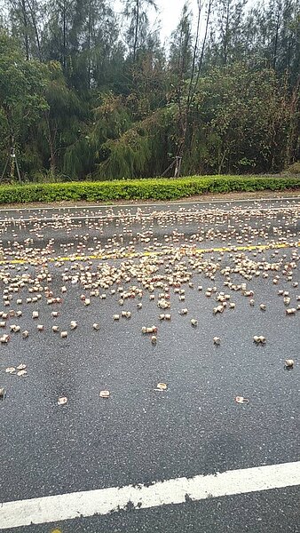 金門的料羅圓環今天下午發生酒瓶蓋意外灑滿地的狀況，不少瓶蓋都被壓扁，遠看有點像金幣。圖／讀者提供