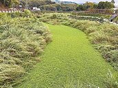 水芙蓉入侵南湖溪　恐影響灌溉
