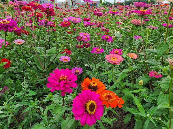 台南市農業局推動一期稻作停灌區轉作花海。圖/農業局提供