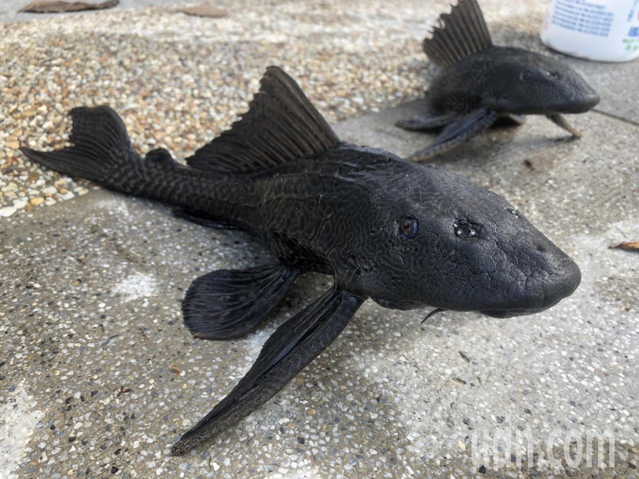外來種琵琶鼠魚為台灣常見水族魚，導致全台淡水湖泊內都有他的蹤跡。圖／記者鍾維軒攝