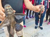 琵琶鼠魚日嗑3千卵　原生種滅絕