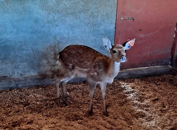 小萌鹿已入新家快樂生活。圖/新北市政府提供