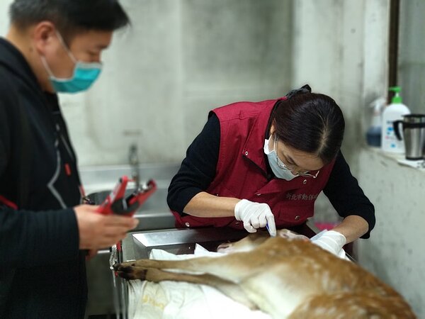 獸醫執行牛結核菌皮內接種檢測。圖/新北市政府提供