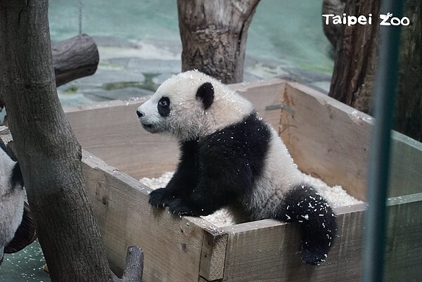 保育員為她設計的行為豐富化玩具,只要玩過幾次就能輕鬆上手。圖/台北市立動物園提供