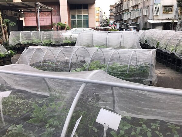 雖然旁邊就是馬路,但城市菜圃佈置良好。圖/胡珈瑋攝影