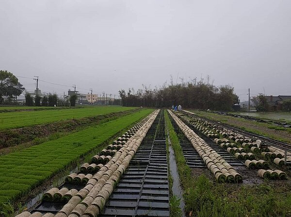 農委會公告台中2021年一期稻作停灌。圖/台中市政府提供