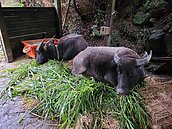 寒流來襲擎天崗水牛也避冬　陽管處鋪設稻草保溫地墊