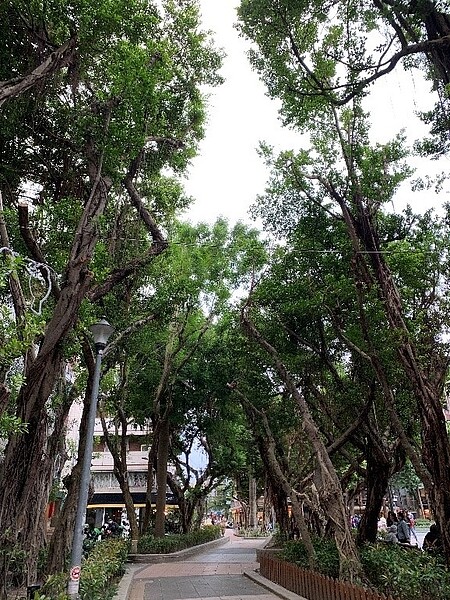 永康公園老樹仍在，是護樹運動成功的象徵，也加深里民對於社區的凝聚力。圖／楊凱棻攝