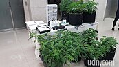 新北社區大樓土耕18珠大麻　家門貼「保持冷靜呼麻」