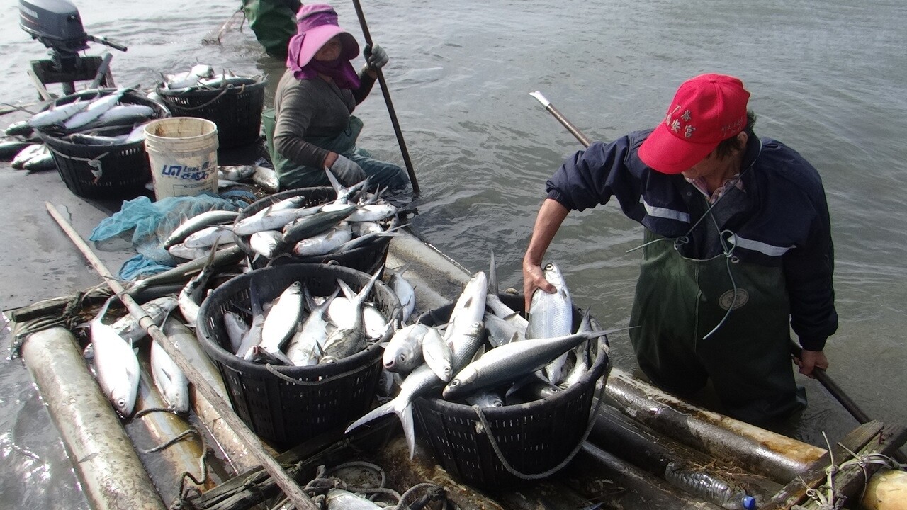 寒流造成雲林沿海地區虱目魚兩天凍死逾十萬尾，業者冒寒風打撈死魚。記者蔡維斌／攝影