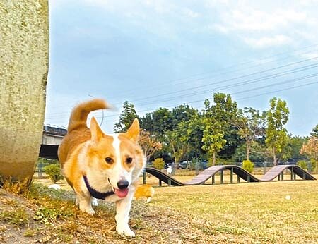 屏東縣寵物公園因空間過於狹小,加上設施因長年日曬雨淋逐漸損毀,縣府將重新修繕打造,增加綠地面積。(潘建志攝)