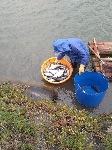 彰化縣芳苑鄉漁民一早冒著刺骨寒風到養殖池撿拾翻肚的「工作魚」虱目魚。圖/張永坤提供