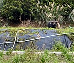 疑避寒覓食　陽明山水牛闖菜園中「山豬吊」