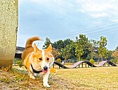 屏東寵物公園修繕　擴大空間