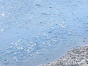 寒害七股虱目魚5萬尾凍傷　養殖戶：下周低溫更擔心